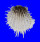 SPONDYLIDAE SPONDYLUS ALBIBARBATUS shell