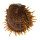 SPONDYLIDAE SPONDYLUS ECHINATUS ZONALIS shell