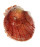 SPONDYLIDAE SPONDYLUS VAILLANTI shell