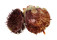 SPONDYLIDAE SPONDYLUS VAILLANTI shell