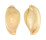 OVULIDAE PSEUDOSIMNIA MARGINATA shell