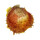 SPONDYLIDAE SPONDYLUS VAILLANTI shell
