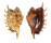 STROMBIDAE LAMBIS MILLEPEDA shell