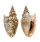 STROMBIDAE STROMBUS AURISDIANAE shell