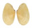TELLINIDAE TELLINA VIRGATA shell