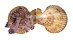 PECTINIDAE MIMACHLAMYS GLORIOSA shell