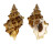 BURSIDAE BURSA QUIRIHORAI shell