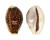 CYPRAEIDAE EROSARIA LABROLINEATA MELANICA shell