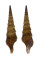 TURRIDAE TURRIS CRYPTORRHAPHE shell