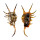 STROMBIDAE LAMBIS SCORPIO shell