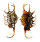 STROMBIDAE LAMBIS SCORPIO shell