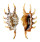 STROMBIDAE LAMBIS SCORPIO shell