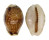 CYPRAEIDAE EROSARIA LABROLINEATA MELANICA shell