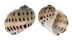 NATICIDAE NATICA ONCA shell