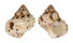 TURBINIDAE TURBO HETEROCHEILUS shell