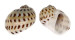NATICIDAE NATICA ONCA shell