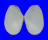 TELLINIDAE TELLINA STAURELLA shell