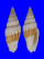 MITRIDAE COSTELLARIA INTERSTRIATA shell