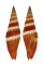 MITRIDAE VEXILLUM COCCINEA shell