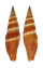 MITRIDAE VEXILLUM COCCINEA shell