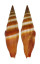 MITRIDAE VEXILLUM COCCINEA shell