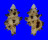 MURICIDAE ATTILIOSA NODULIFERA shell