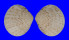 TELLINIDAE SCUTARCOPAGIA SCOBINATA shell