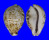 CYPRAEIDAE CYPRAEA TIGRIS shell