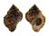 BURSIDAE BUFONARIA CRUMENA CAVITENSIS shell