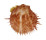 SPONDYLIDAE SPONDYLUS OCCIDENS JAMARCI shell