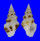 TURRIDAE DRILLIA ENNA shell