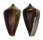 CONIDAE CONUS PARIUS shell