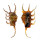 STROMBIDAE LAMBIS SCORPIO shell