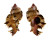 MURICIDAE CHICOREUS LACINIATUS shell