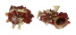 ANGARIIDAE ANGARIA FORMOSA shell