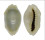 CYPRAEIDAE MONETARIA ANNULUS ROSTRATE shell