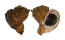 MURICIDAE RAPANA RAPANIFORMIS shell