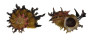 ANGARIIDAE ANGARIA POPPEI shell
