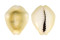 CYPRAEIDAE MONETARIA MONETA shell
