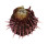SPONDYLIDAE SPONDYLUS ECHINATUS ZONALIS shell