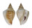 STROMBIDAE LAEVISTROMBUS TURTURELLA shell