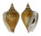 STROMBIDAE LAEVISTROMBUS TURTURELLA shell