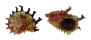 ANGARIIDAE ANGARIA POPPEI shell