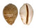 CYPRAEIDAE LEPOCYPRAEA MAPPA shell