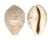 CYPRAEIDAE CYPRAEA TIGRIS PARDALIS shell