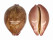 CYPRAEIDAE LEPOCYPRAEA MAPPA PANERYTHRA shell