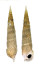 CERITHIIDAE PSEUDOVERTAGUS NOBILIS shell