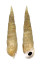 CERITHIIDAE PSEUDOVERTAGUS NOBILIS shell
