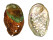 HALIOTIDAE HALIOTIS DISCUS HANNAI shell