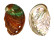 HALIOTIDAE HALIOTIS DISCUS HANNAI shell